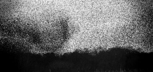 Starlings over Meare Heath - Shapwick Heath, Somerset, UK. ID 824_9115