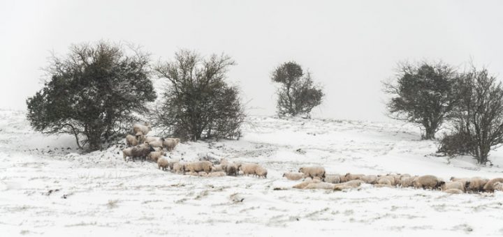 Sheep - Deerleap, Somerset, UK. ID 825_4840