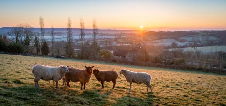 Sheep - Bratton Seymour, Somerset, UK. ID 825_7944