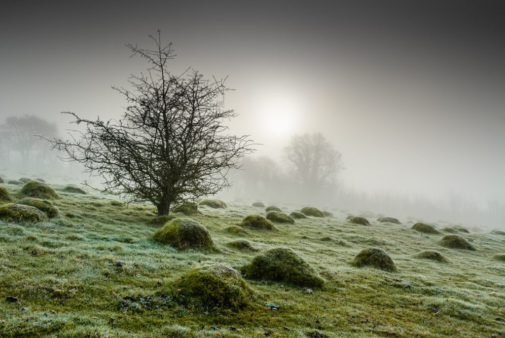 Early morning at Yarley Fields - Somerset, UK. ID Yarley_Morning