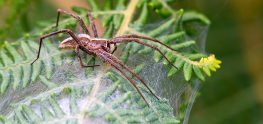 Nursery Web Spider (Pisaura mirabilis) - Lynchcombe, Somerset, UK. ID 825_3912