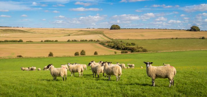 Sheep on Waden Hill - West Kennett, Marlborough, Wiltshire, UK. ID IMG_7588