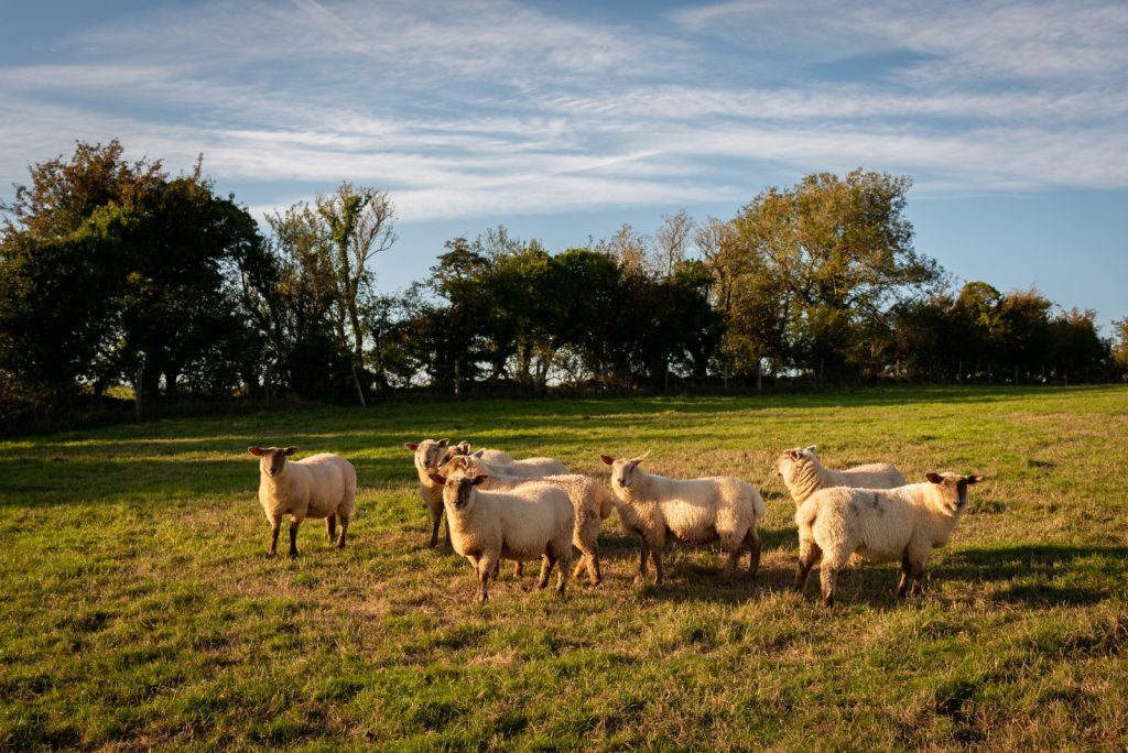 Sheep - Mendip Hills, Somerset, UK. ID 825_9854