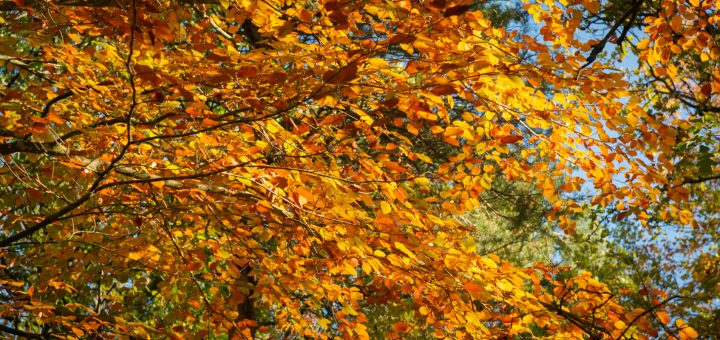 Autumn Leaves - Thurlbear Woods, Somerset, UK. ID 826_2386