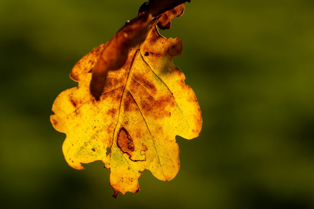 Autumn Leaves - Lynchcombe, Somerset, UK. ID 826_2809