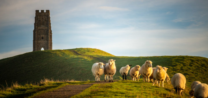 Sheep - Glastonbury Tor, Somerset, UK. ID 827_8188
