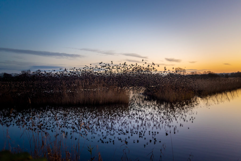 Starlings at Dawn - Waltons Heath, Ham Wall, Somerset, UK. ID 827_8722
