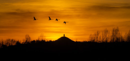 Glastonbury Tor and Swans - From Hearty Moor, Somerset, UK. ID 827_9472