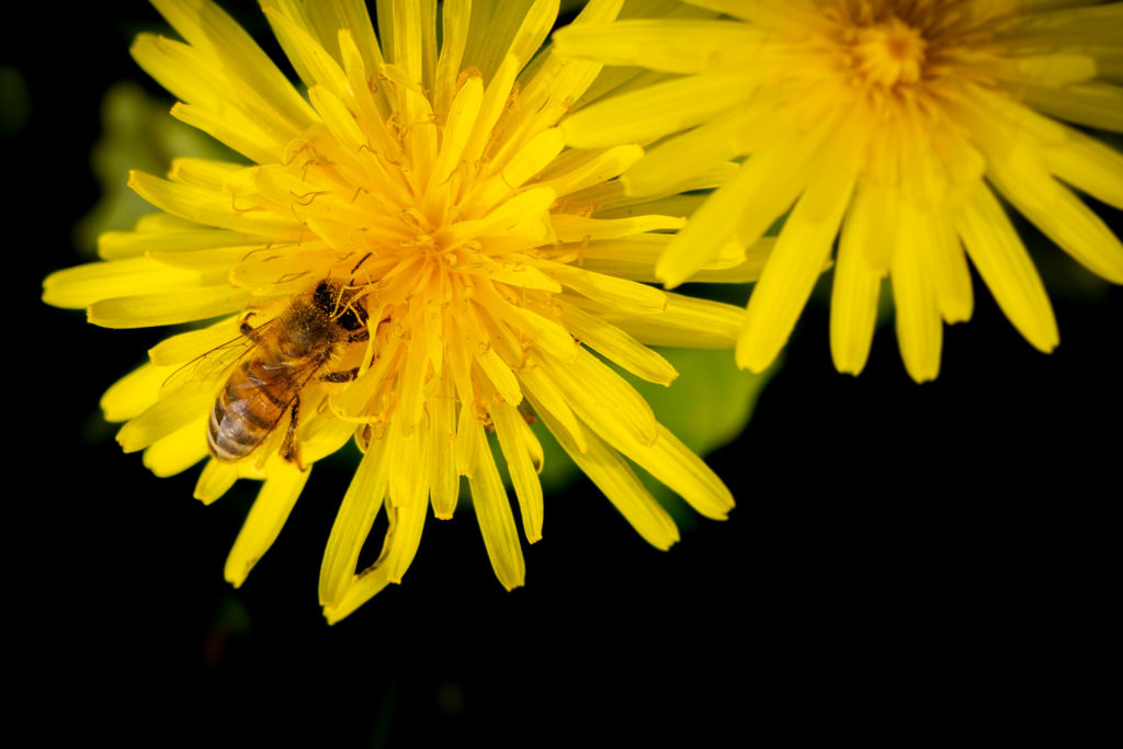 Dandelion and the Bee - Shepton Mallet, Somerset, UK. ID IMG_7982