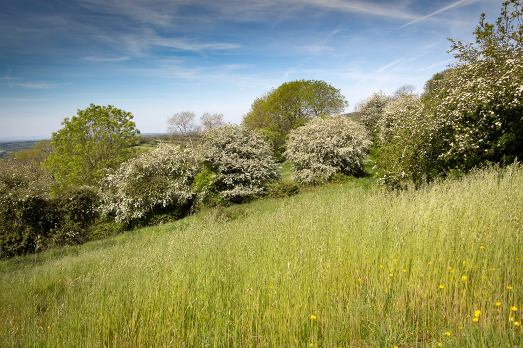 Spring Grassland - Lynchcombe, Somerset, UK. ID IMG_9066