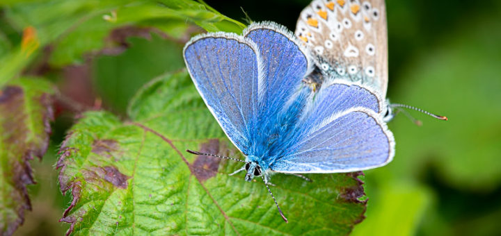 Common Blue (Polyommatus icarus) - Lynchcombe, Somerset, UK. ID DSC_2689