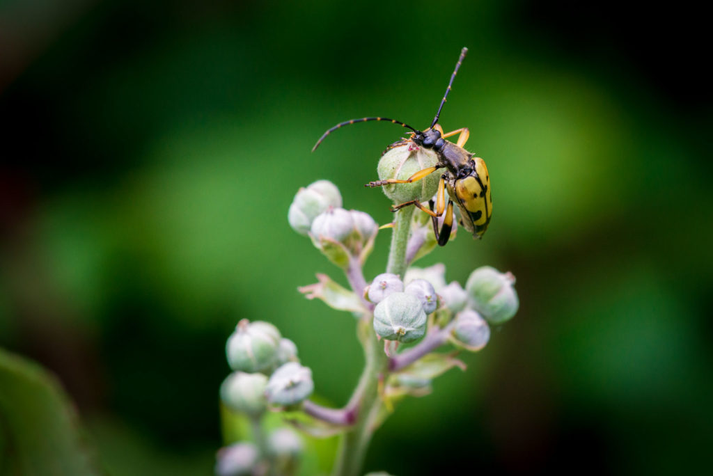 Black and Yellow Longhorn Beetle - Lynchcombe, Somerset, UK. ID DSC_3627