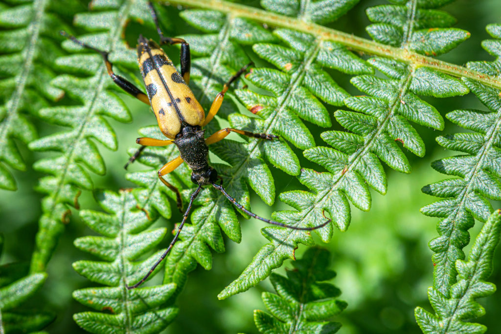 Black and Yellow Longhorn Beetle - Lynchcombe, Somerset, UK. ID DSC_3713