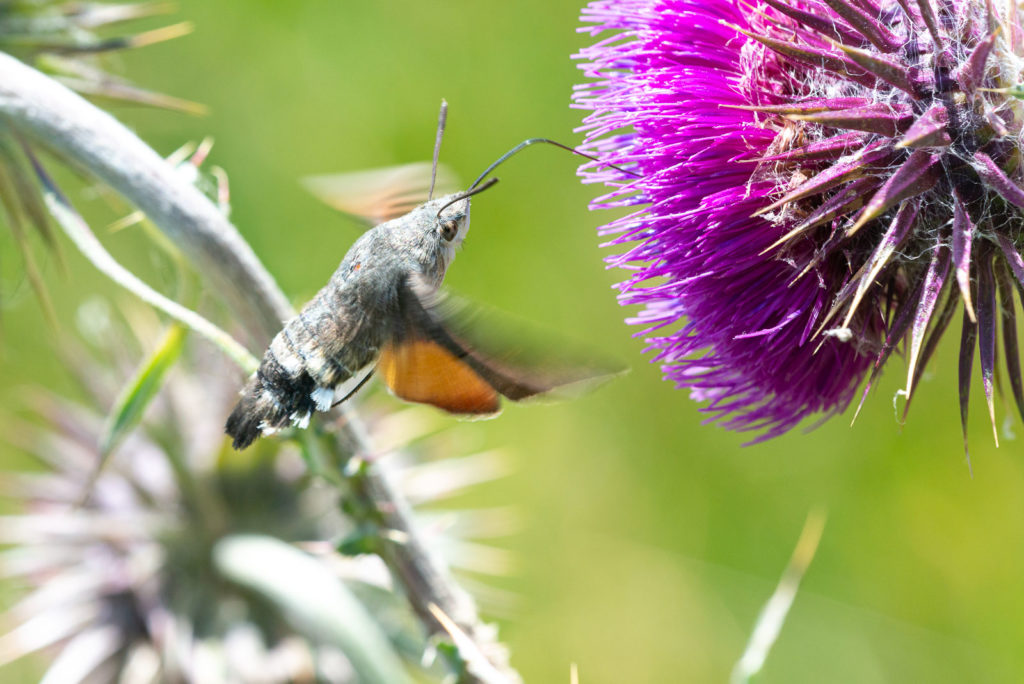Hummingbird Hawk Moth (Macroglossum stellatarum) - Lynchcombe, Somerset, UK. ID JB1_4763
