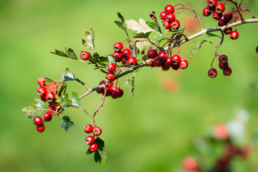 Hawthorn Berries - Lynchcombe, Somerset, UK. ID JB1_9824