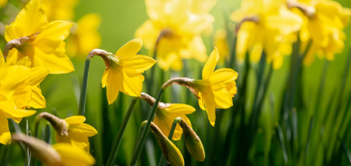Daffodils - Pen Selwood, Somerset, UK. ID JB1_8497