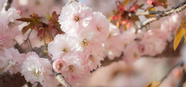 Cherry Blossom - Wells, Somerset, UK. ID JB1_9291