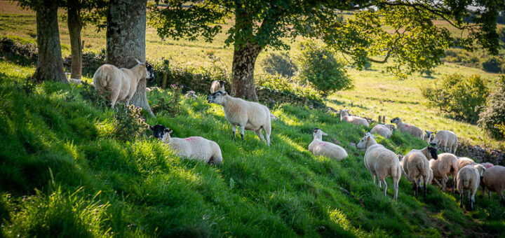 Sheep - Lynchcombe, Somerset, UK. ID JB1_5284