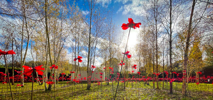 Remembrace Poppies - Bishops Palace, Wells, Somerset, UK. ID IMG_0154