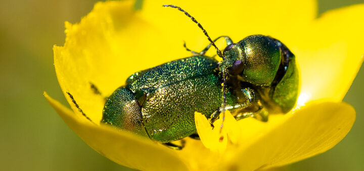 Mint Leaf Beetle (Chrysolina menthastri) - Lynchcombe, Somerset, UK. ID BR57085