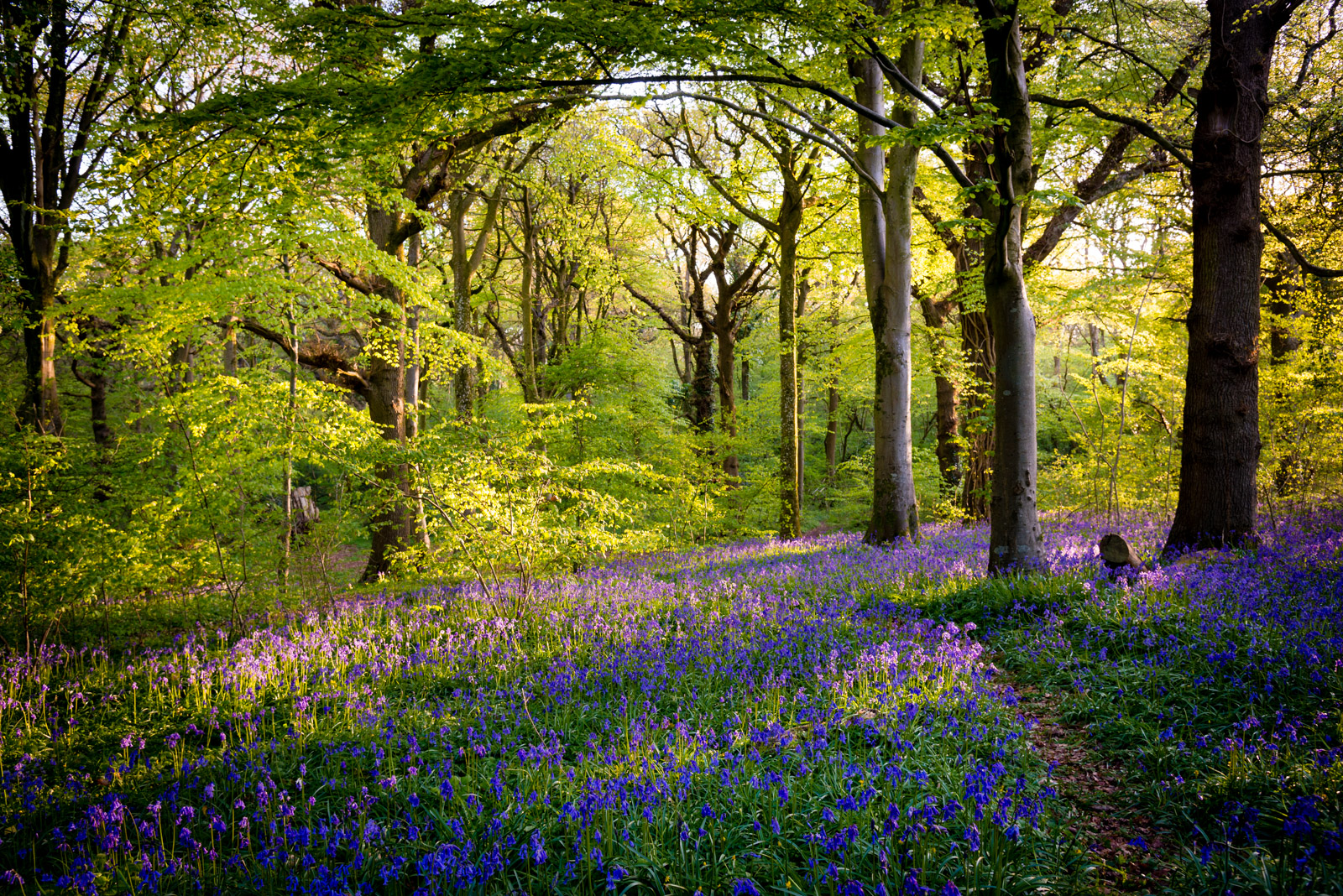 Bluebell Dawn 7 - Park Wood, Wells, Somerset, UK. ID 804_3650