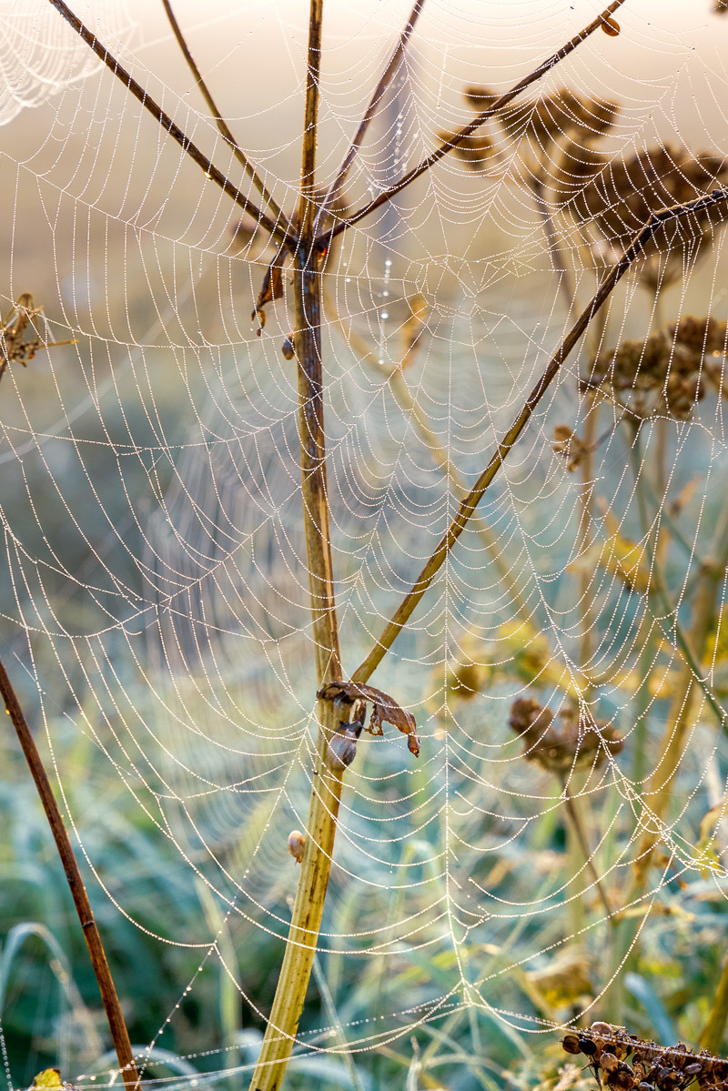 Early morning cobwebs - Queens Sedge Moor, Nr Glastonbury, Somerset, UK. ID BR54742