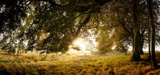 Beech Trees - Pelting Drove, Nr Priddy, Somerset, UK. ID BR59271P