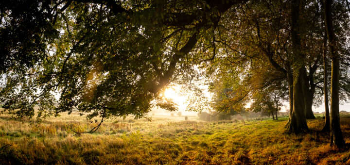 Beech Trees - Pelting Drove, Nr Priddy, Somerset, UK. ID BR59271P