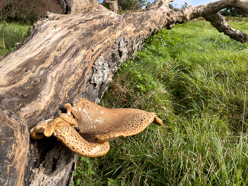 Bracket fungus - Lynchcombe, Somerset, UK. ID IMG_5984