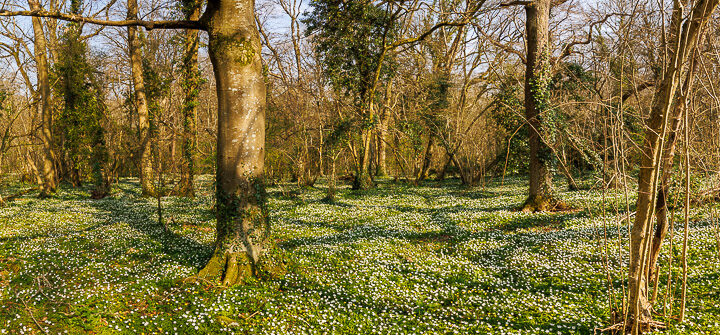 Wood Anemones - Park Wood, Nr Wells, Somerset, UK. ID JB_1718H