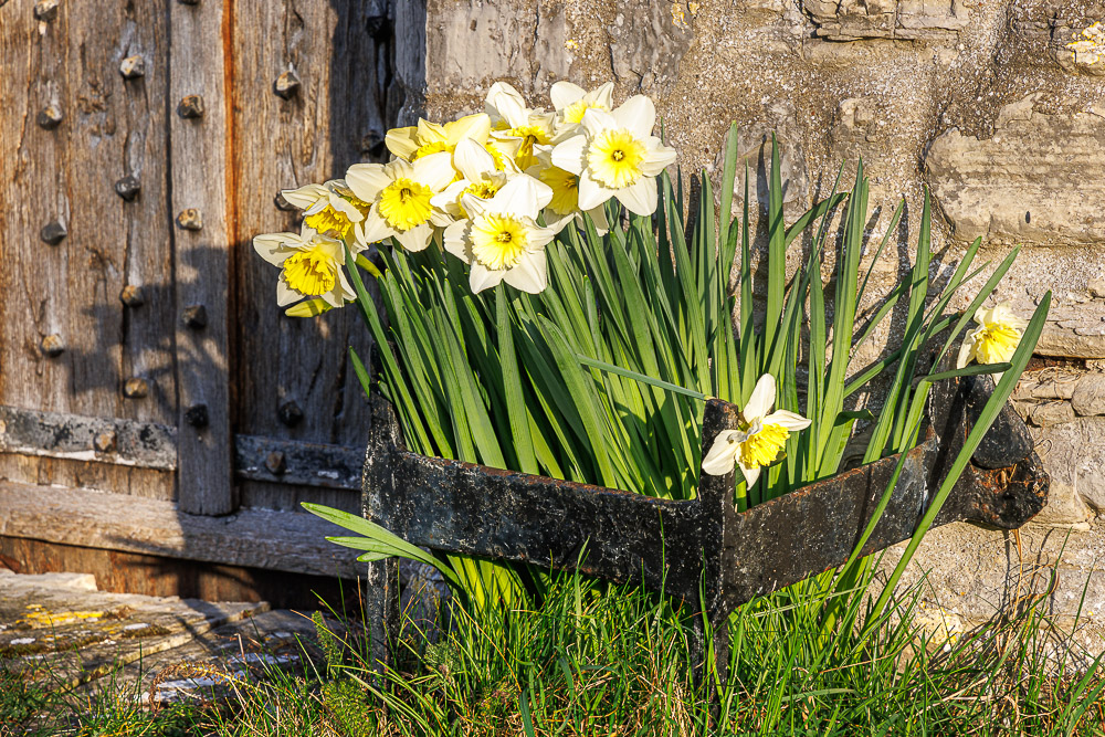 Daffodils - St Peters Church, Catcott, Somerset, UK. ID JB_5187