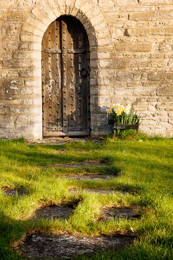 Daffodils - St Peters Church, Catcott, Somerset, UK. ID JB_5192