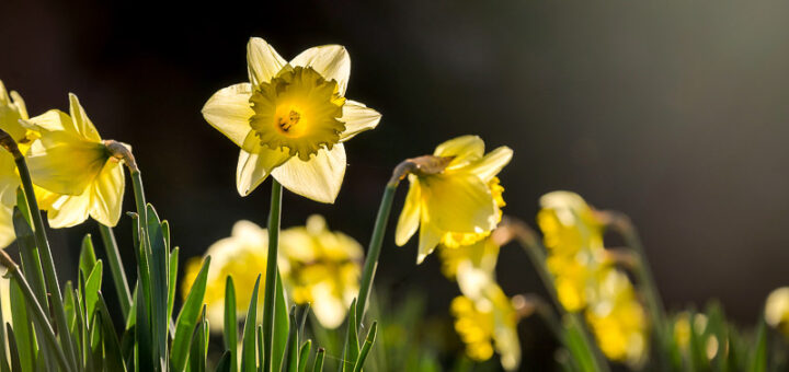Daffodils - St Cuthberts Church, Wells, Somerset, UK. ID 810_1741
