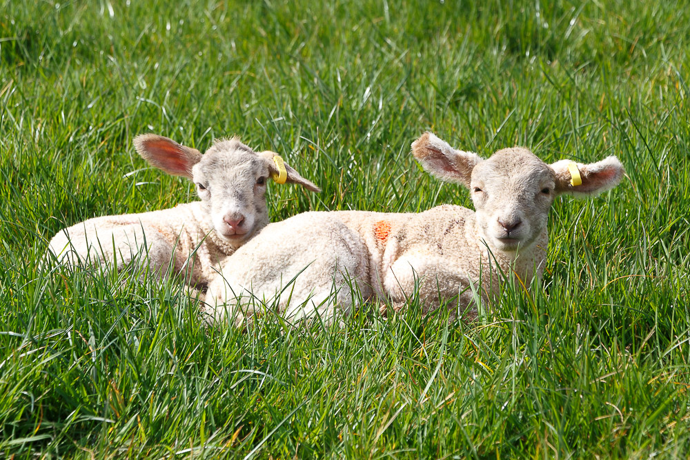 Lambs - Model Farm, Milton Hill, Nr Wells, Somerset, UK. ID IMB_0531