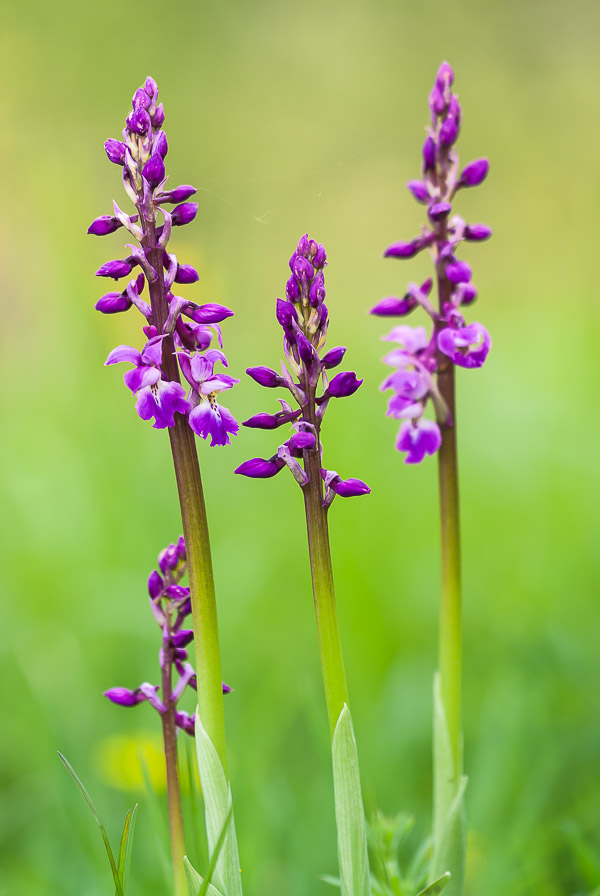 Early Purple Orchids (Orchis mascula) - Milton Hill, Somerset, UK. ID JB3_6298