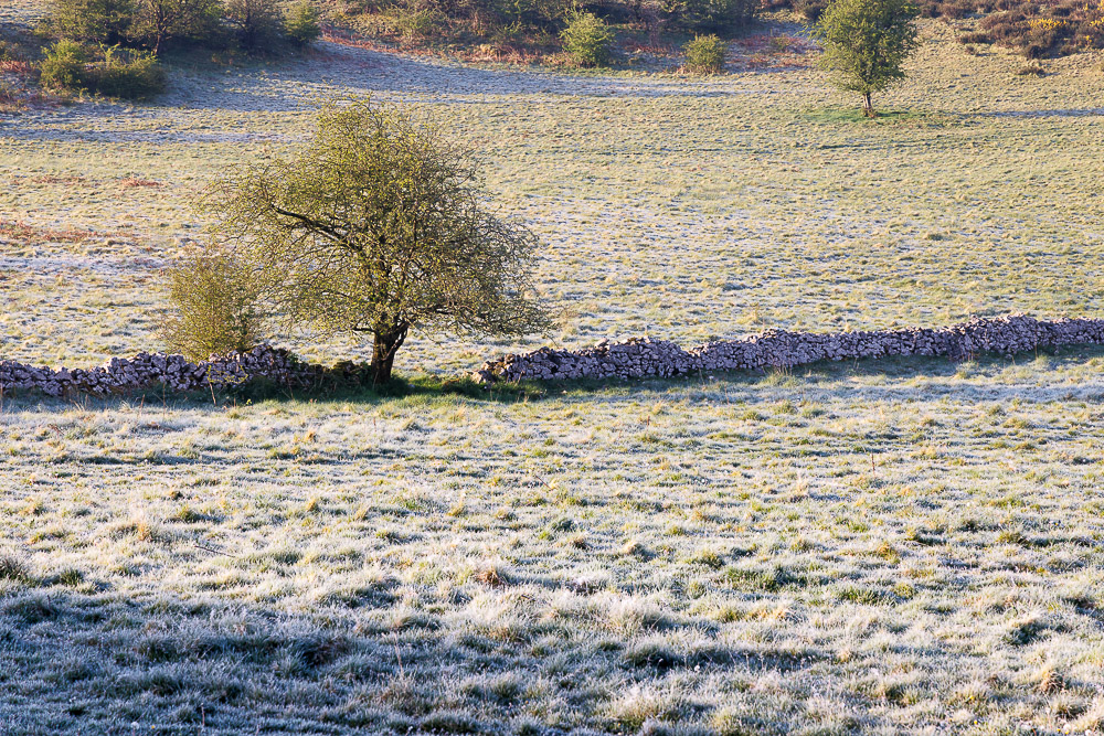 Morning Frost - Middledown, Mendip Hills, Somerset, UK. ID JB_0780