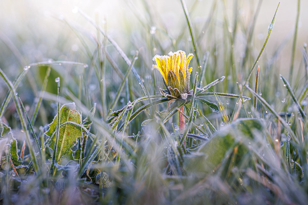 Dandelion on a frosty morning - Wookey Hole, Somerset, UK. ID JB_5291