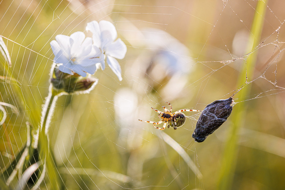 The spider and the ringlet - Blackmoor, Mendip Hills, Somerset, UK. ID JB_3709