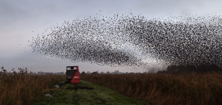 Starlings Takeoff - Ham Wall, Somerset, UK. ID JB_2778