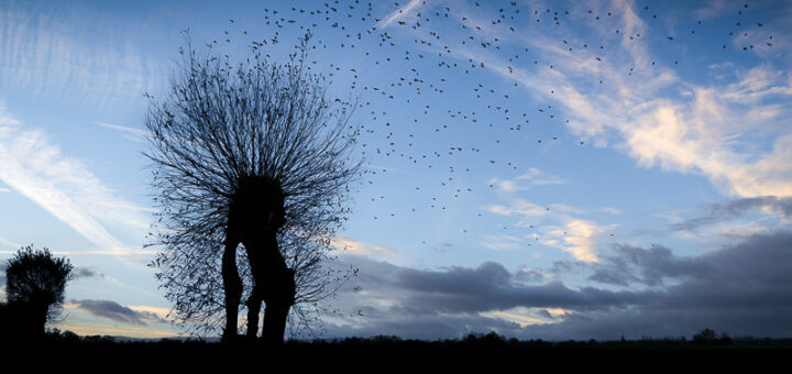 Willow and Starlings - Godney, Somerset, UK. ID JB_9548