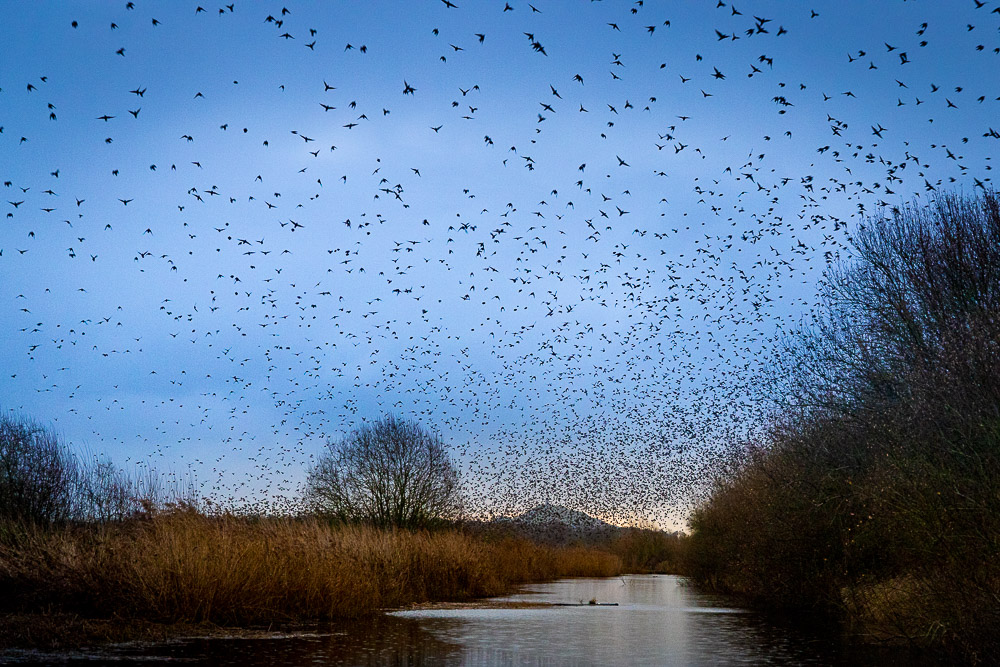 Starlings at Dawn - Ham Wall, Somerset, UK. ID JB_0965