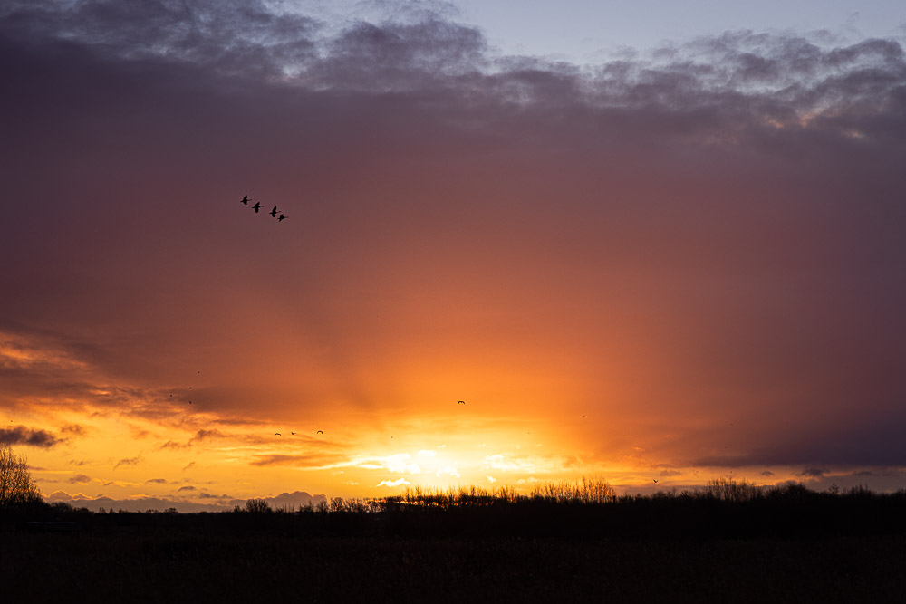 Sunrise at Ham Wall - Avalon Marshes, Somerset, UK. ID JB_1051