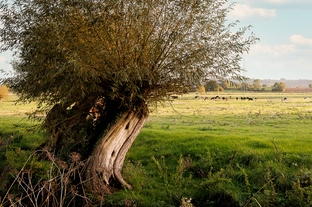 Willow and Cattle - Fenny Castle, Somerset, UK. ID JB_5598
