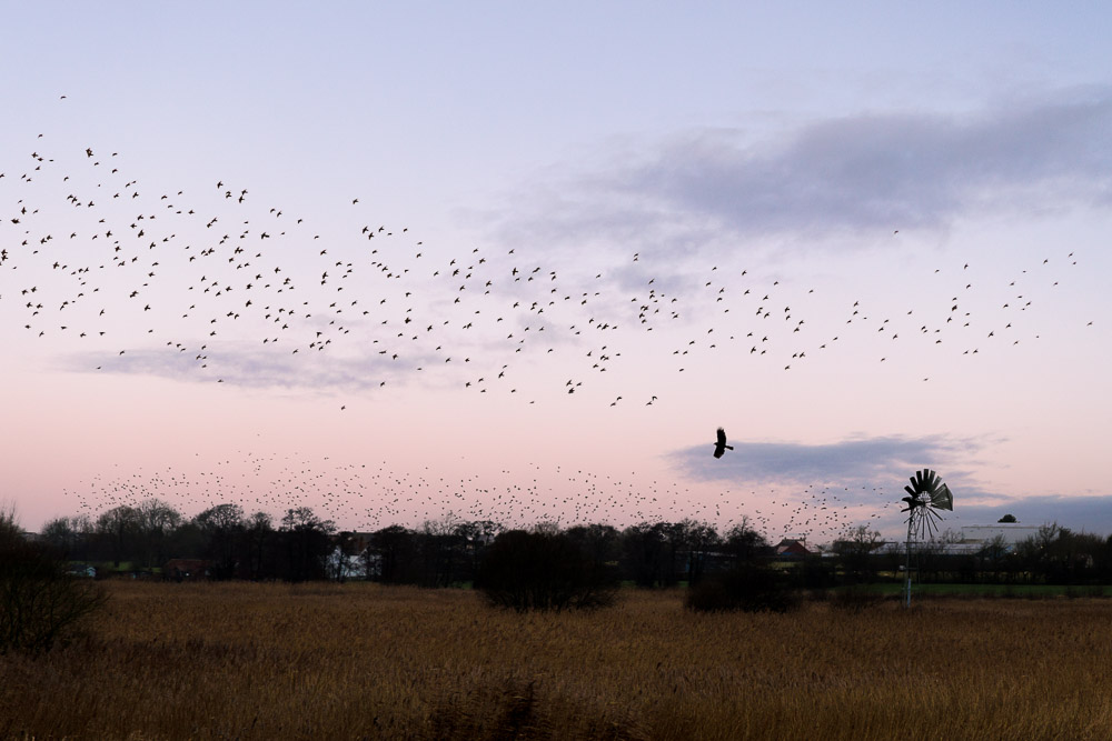 Starlings and the Marsh Harrier - Ham Wall, Somerset Levels, UK. ID JB_9240