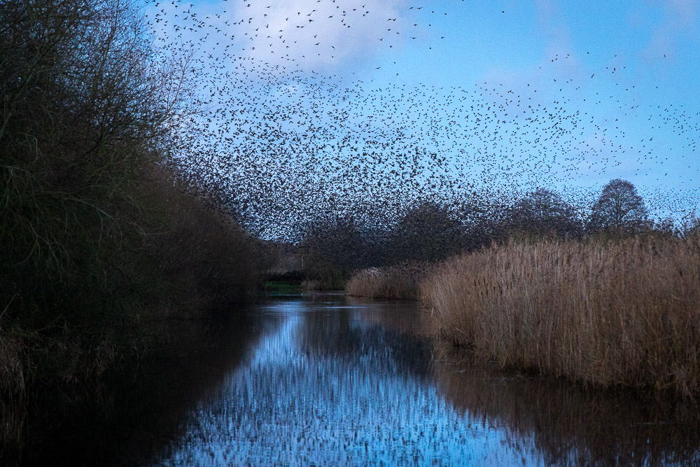 Starlings at Dawn - Ham Wall, Somerset, UK. ID JB_9872