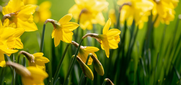 Daffodils - Pen Selwood, Somerset, UK. ID JB1_8497