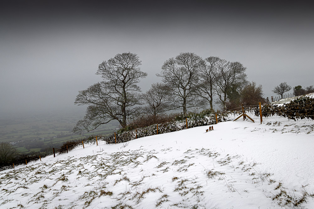 Lynchcombe Sycamores in Snow - From Deerleap, Mendip Hills, Somerset, UK. ID JB_3017