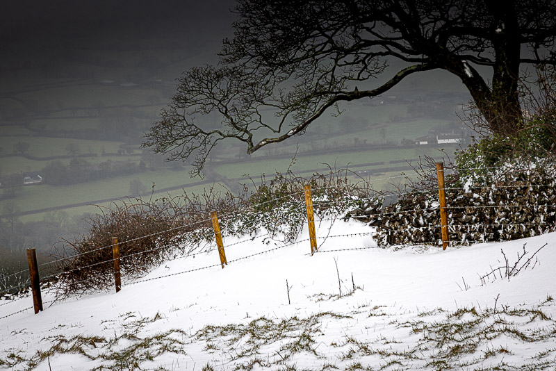 Lynchcombe Sycamores in Snow - From Deerleap, Mendip Hills, Somerset, UK. ID JB_3023
