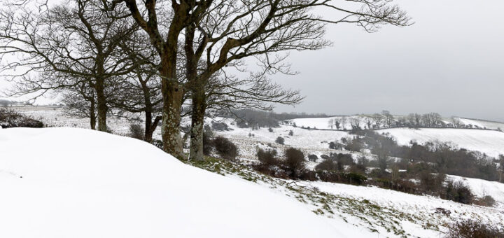 Lynchcombe Sycamores in Snow - Mendip Hills, Somerset, UK. ID JB_3284