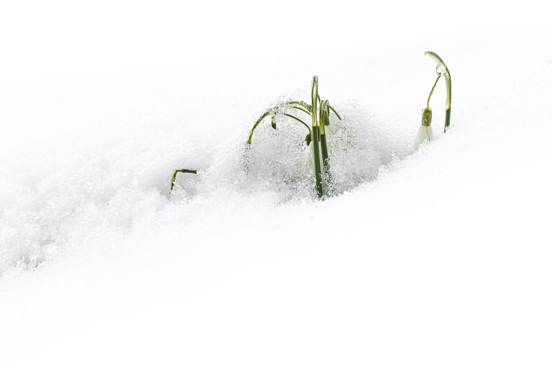 Snowdrops in Snow - Priddy, Mendip Hills, Somerset, UK. ID JB_3673